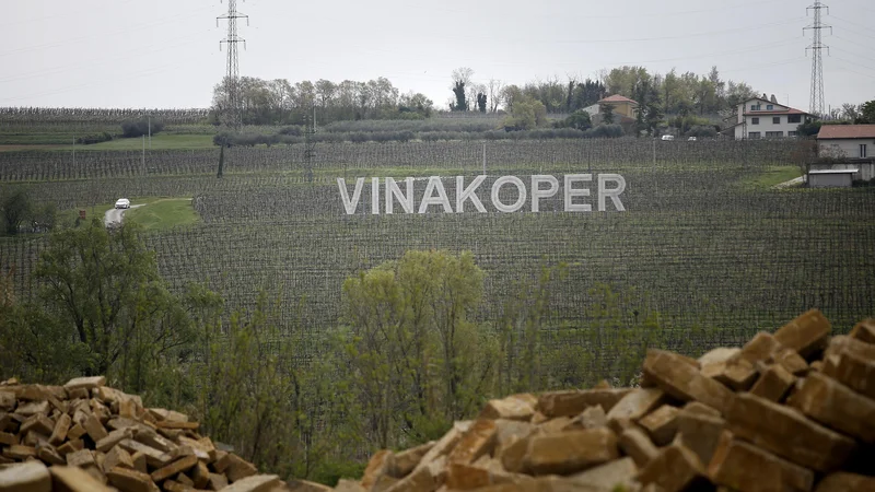 Fotografija: Vinakoper imajo v najemu elitna zemljišča na Obali, na njih pa pridelujejo grozdje. Špekulativno bi lahko sčasoma postala zazidljiva. FOTO: Blaž Samec/Delo