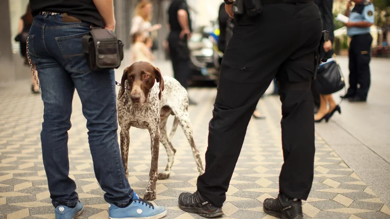 Fotografija: Policisti s psom. Fotografija je simbolna. FOTO: Jure Eržen/Delo