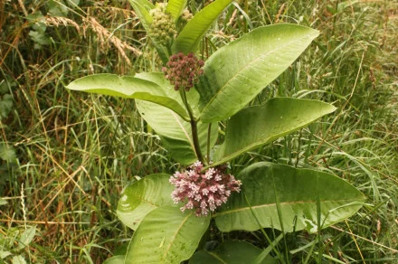 Sirska svilnica - privlačna, a vsiljiva. FOTO: Arhiv Mop
