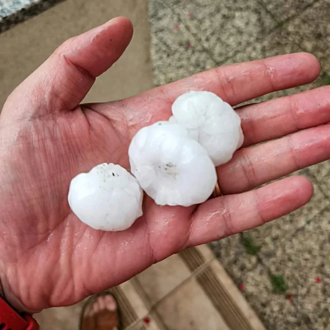 V Celju je padala toča kot teniške žogice, uničila je povrtnine in sadje. FOTO: Jure Bajič
