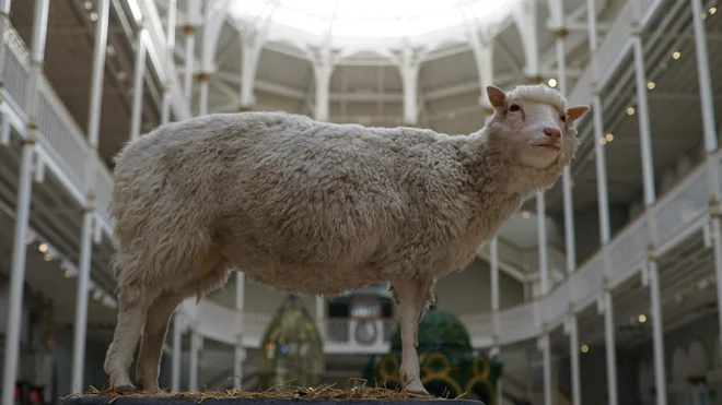 VIKEND - Horizon: Dolly the Sheep - Dolly – ovca, ki je spremenila svet Foto Tvspored-service Tvspored-service