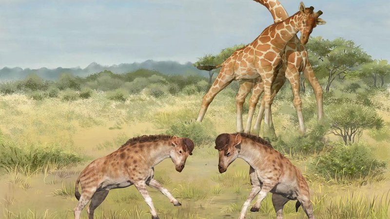 Fotografija: Na ilustraciji sta upodobljena samca izumrle vrste Discokeryx xiezhi, katere fosile so odkrili na severu Kitajske, nad njima pa dolgovrata samca sodobne žirafe vrste Giraffa camelopardalis, ki živi v Afriki. FOTO: Wang Yu/Guo Xiaocong/Reuters
