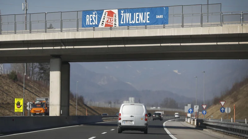 Fotografija: Stala je na drugi strani ograje. FOTO: Leon Vidic/Delo