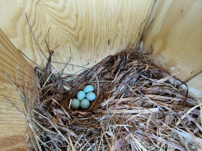 Škorci znesejo največkrat od štiri do šest jajc. Foto Tjaša Zagoršek
