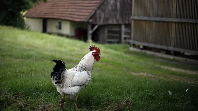Fotografija: V Sloveniji še nismo našli skupnega jezika, na koliko pokrajin naj razdelimo državo. FOTO: Blaž Samec/Delo