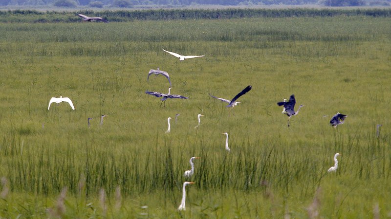 Fotografija: Na območju Cerkniškega jezera so opazili več kot 270 vrst ptic. Foto Mavric Pivk
