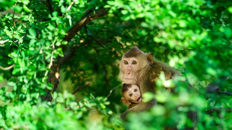 Fotografija: »Moški verjamejo, da jih bo ta jed rešila pred impotenco, da bolj kot opica besni, učinkovitejše bo zdravilo. To počnejo za prihodnost svojih genov, zavoljo sinov in hčera,« piše Vuong. FOTO: Shutterstock