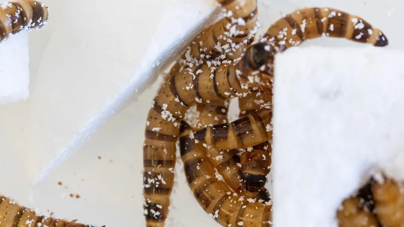 Fotografija: Ličinke hrošča Zophobas morio so hranili s polistirensko peno. V njihovi črevesni mikrobioti so ustrezni encimi, ki so plastiko razgradili. FOTO: Univerza v Queenslandu/AFP