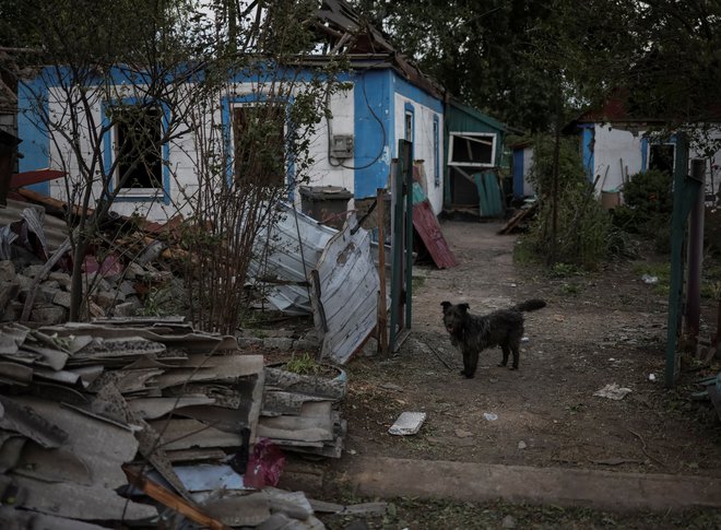 Pes ob uničeni stavbi v vasici Dobropilija v Donecku. FOTO: Gleb Garanich/Reuters
