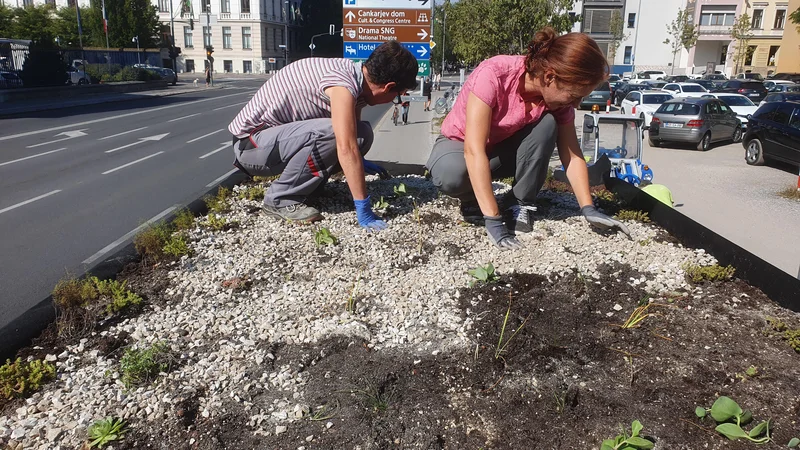 Fotografija: Na nadstrešnico avtobusnih postajališč v Ljubljani nasujejo revno mešanico prsti in peska. FOTO: Botanični vrt