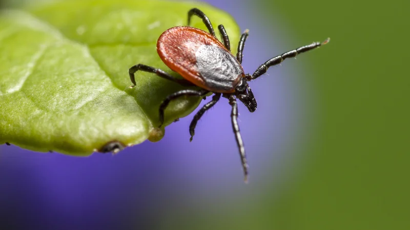 Fotografija: Klop je majhna žival, a je najnevarnejši prebivalec slovenskih gozdov. FOTO: Shutterstock
