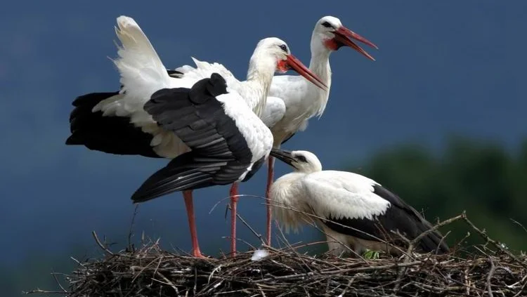 Fotografija: Štorklje so veliko bolj svobodomiselne, kot so nekoč učili biologi. FOTO: Oste Bakal
