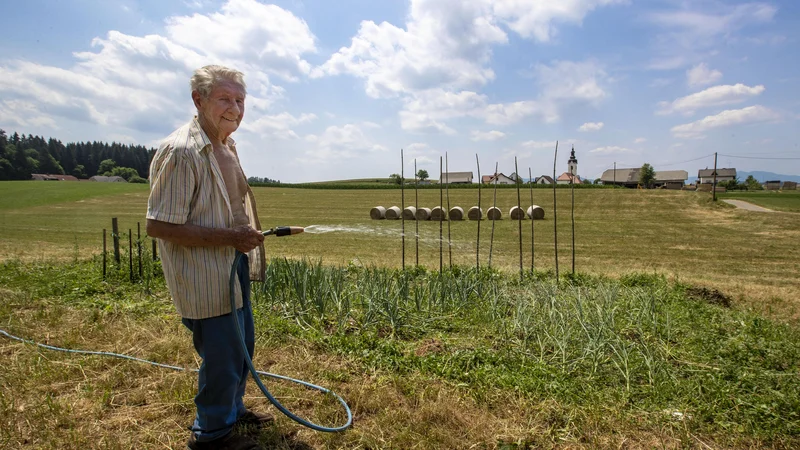 Fotografija: Brez zalivanja zdaj nič ne zraste. A nimamo konkretnih načrtov, kako to urediti bolje v prihodnje. FOTO: Matej Družnik/Delo
