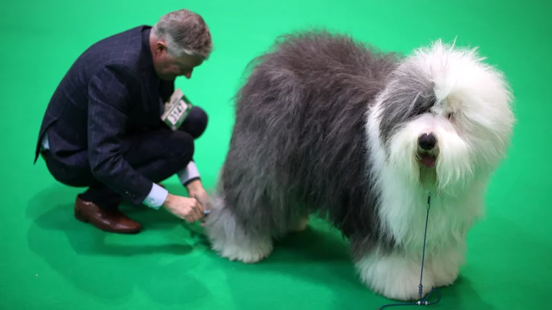 Fotografija: Sodnik si ogleduje bobtaila na predzadnji dan 146. edicije največje in najbolj prestižne pasje razstave na svetu Westminster Kennel Club Dog Show v New Yorku. Foto: Molly Darlington/Reuters