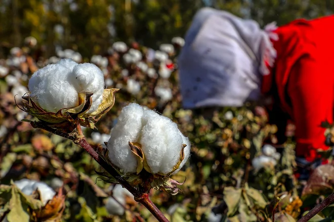 Tako imenovani kitajski bombaž je večinoma xinjianški. FOTO: AFP