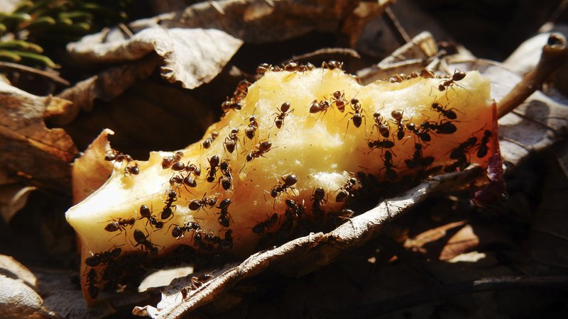 Fotografija: Kitajski znanstveniki so proučevali možgane mravelj ter ugotovili, zakaj te inteligentne žuželke, ki na svetu obstajajo več kot 140 milijonov let, ne morejo živeti same. FOTO: Primož Zrnec/Delo
