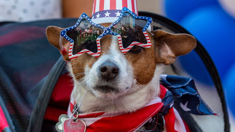 Fotografija: Parada patriotskih psov v Bostonu. Foto Joseph Prezioso/Afp
