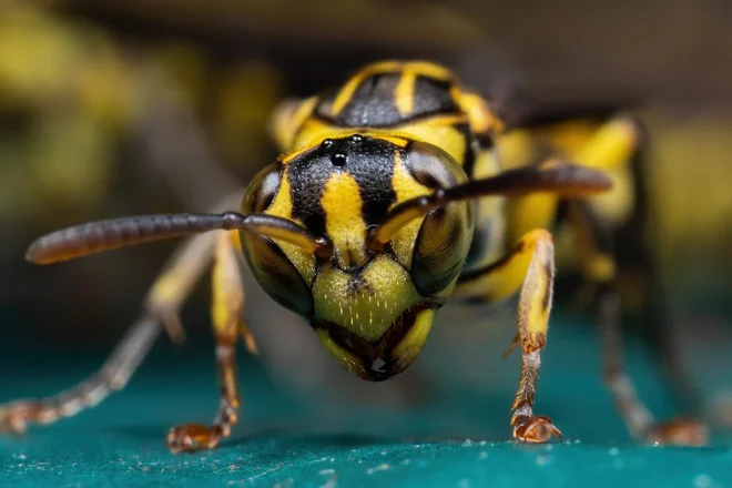 Nekateri ljudje so alergični na pike os, kar lahko povzroči anafilaktični šok, ki zahteva takojšen zdravniški pregled in zdravljenje. FOTO: Arhiv Polet/ Shutterstock
