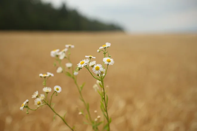 FOTO: Jure Eržen/Delo
