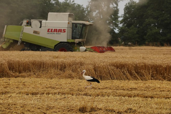 Panvita skupaj s kooperanti pridela 12 odstotkov slovenske pšenice, doslej poželi tretjino pridelka. FOTO: Jože Pojbič/Delo
