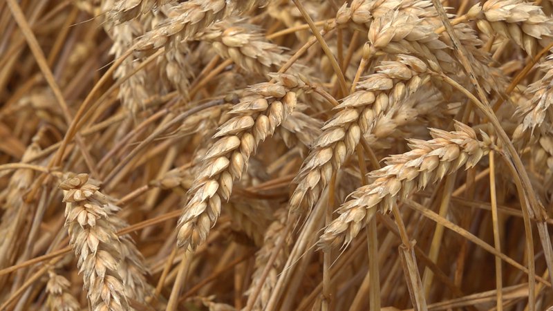 Fotografija: Količine pridelanega ječmena so povprečne do dobre, pridelek pšenice pa je zaradi suše manjši. FOTO: Dokumentacija Dela
