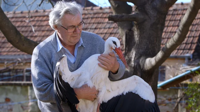 Starec in štorklja Foto Tv Slo
