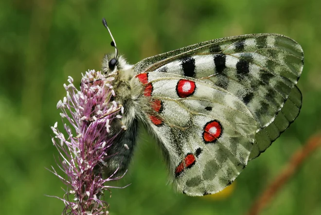 Gorski ali rdeči apolon (Parnassius apollo) je ime dobil po najlepšem in najbolj grškem od vseh grških bogov. FOTO: Igor Modic
