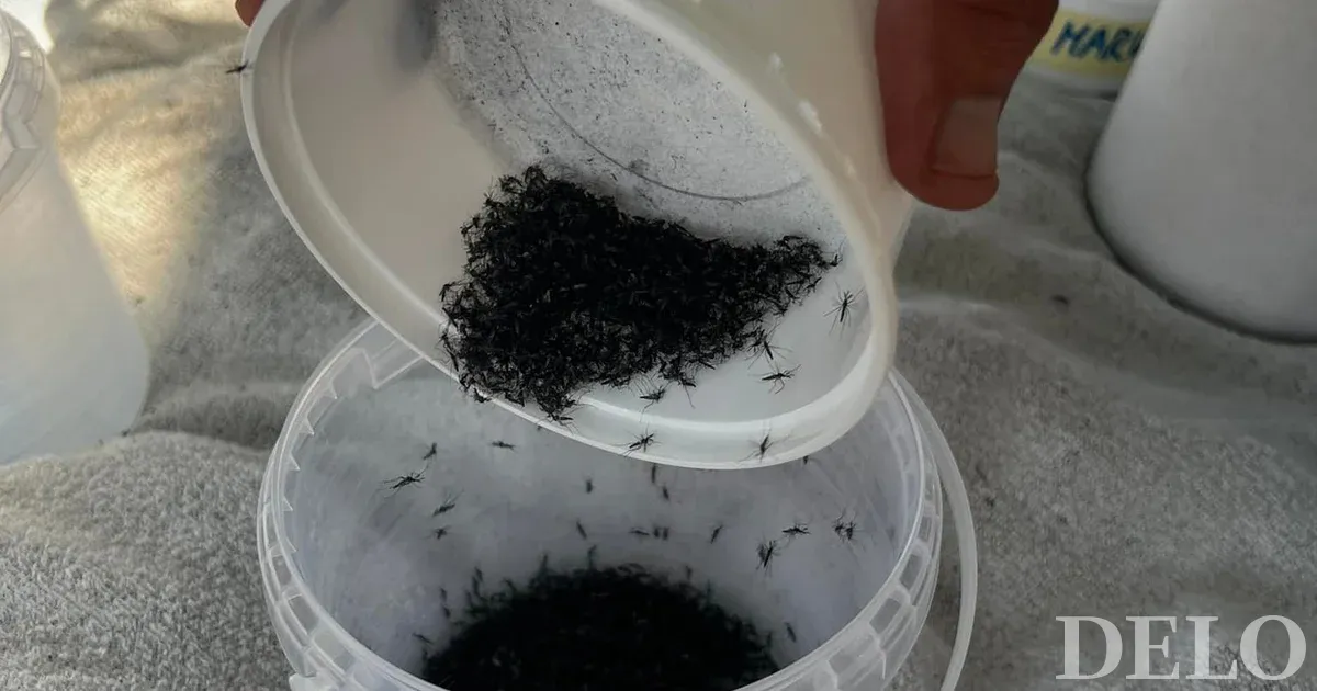 Croatas para combater mosquitos tigre