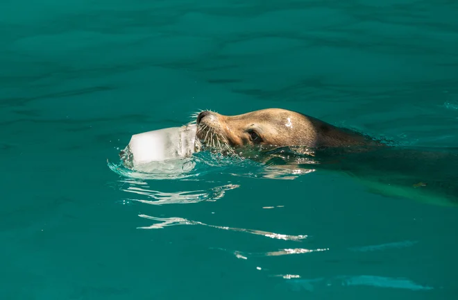 Morski levi se najraje ohladijo v bazenu. FOTO: Petra Hrovatin, ZOO Ljubljana
