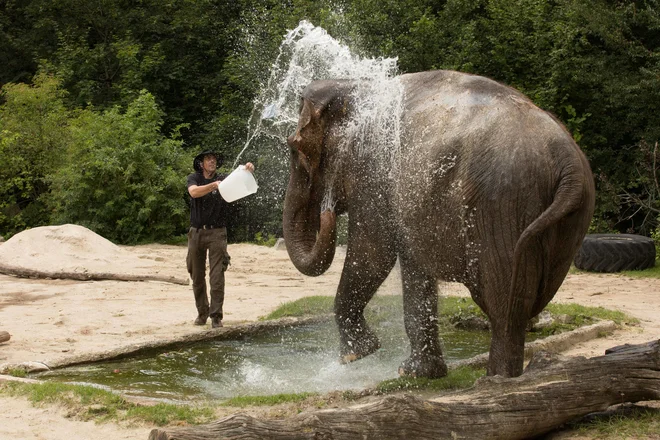 Slonico Gango občasno oprhajo. FOTO: Petra Hrovatin, ZOO Ljubljana
