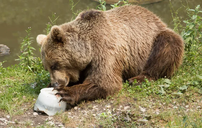Nekaterim živalim namestijo senčila, določene ograde pa zamegljujejo, kar pomeni, da iz naprave z visokim pritiskom vodo razpršijo v meglico. FOTO: Petra Hrovatin, ZOO Ljubljana
