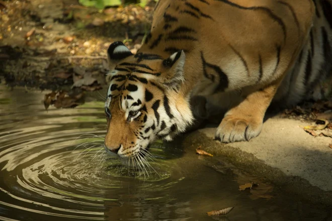 Tiste živali, ki vodo uporabljajo tudi za hlajenje, imajo v ogradi naravne bajerje ali dodatne bazenčke. FOTO: Petra Hrovatin, ZOO Ljubljana
