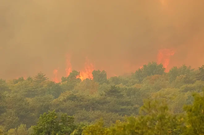 Požar na Krasu. FOTO: Črt Piksi/Delo
