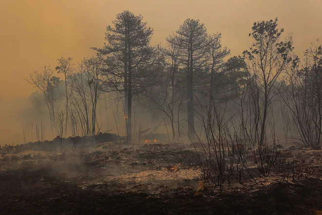 Požar na Krasu. FOTO: Črt Piksi/Delo
