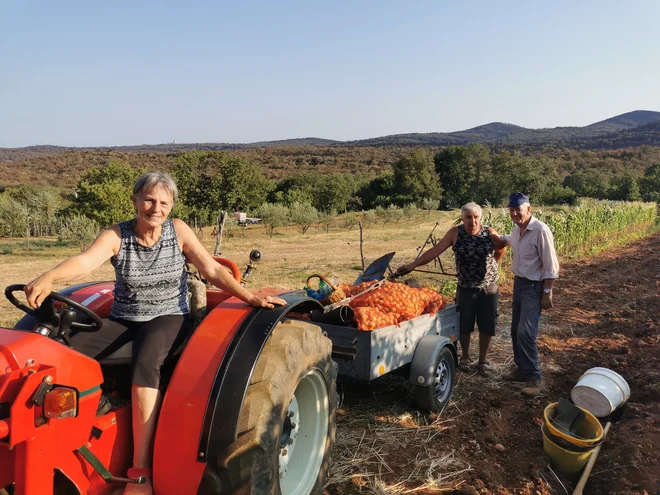 Mirnejše jutro so domačini v kraških vaseh izkoristili za redna dela na polju. Na fotografiji spravljajo krompir v Kostanjevici na Krasu. FOTO: Ervin Čurlič/Regijski štab CZ za Severno Primorsko
