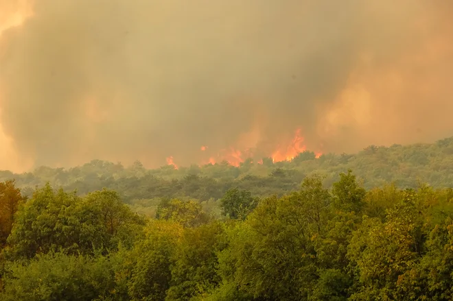 Ogroženi so habitati redkih vrst, te vrste poškodb je težko finančno ovrednotiti, pravijo na zavodu za gozdove. FOTO: Črt Piksi
