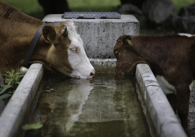 Kmete je razburilo priporočilo, da se živine ne sme napajati neposredno na vodotokih. FOTO:&nbsp;Jože Suhadolnik/Delo

