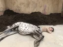 image_alt
