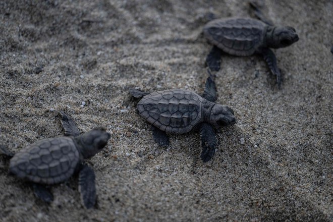 Temperatura peska vpliva na spol želv, ker je vse toplejši, je vse več samičk. FOTO: Yuri Cortez/AFP
