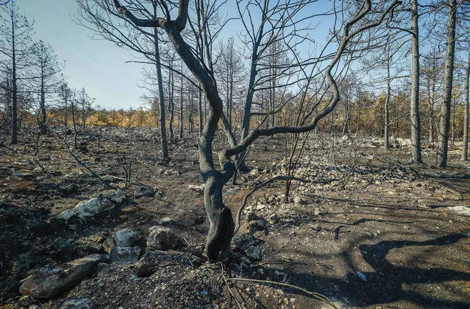 Za pomoč pri obnovi pogorelega Krasa se zbirajo namenska sredstva v okviru akcije Skupaj za Kras. FOTO: Jože Suhadolnik/Delo
