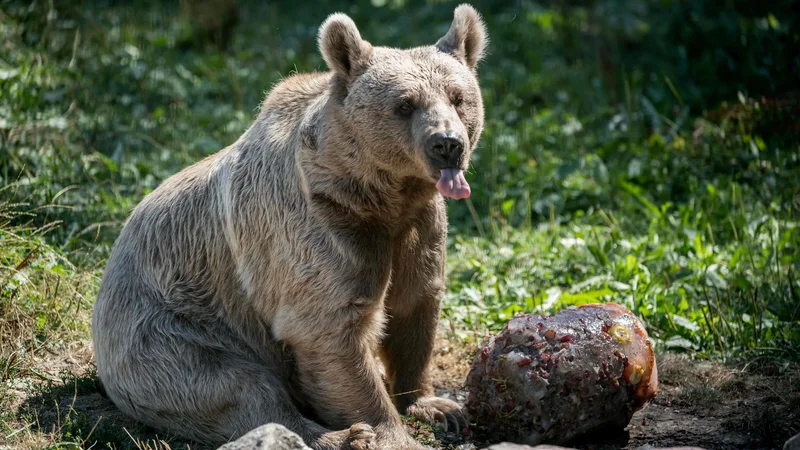 Fotografija: Dober dan je po tem, ko je veter medvedu predrzno vzel klobuk, nenadoma postal precej slabši. FOTO: Fabrice Coffrini/AFP