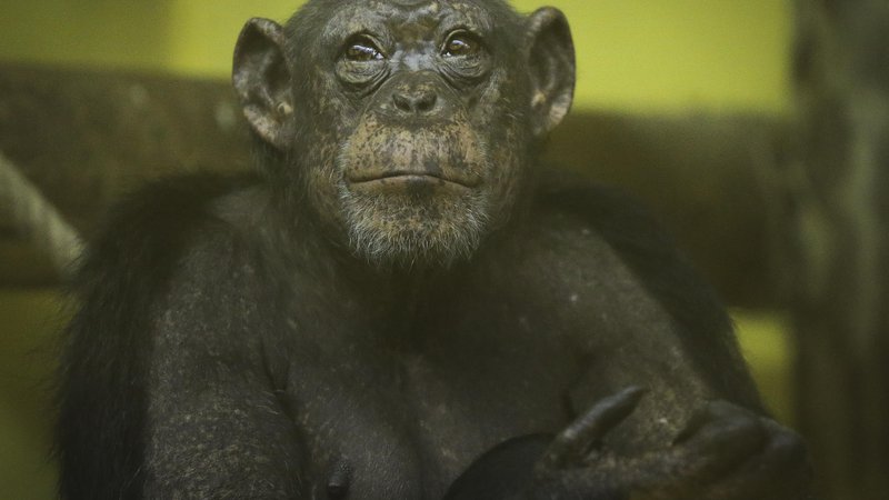 Fotografija: Čeprav se jih da marsičesa naučiti, opice nimajo naših zavor in ljubijo svobodo. Foto: Jože Suhadolnik 
