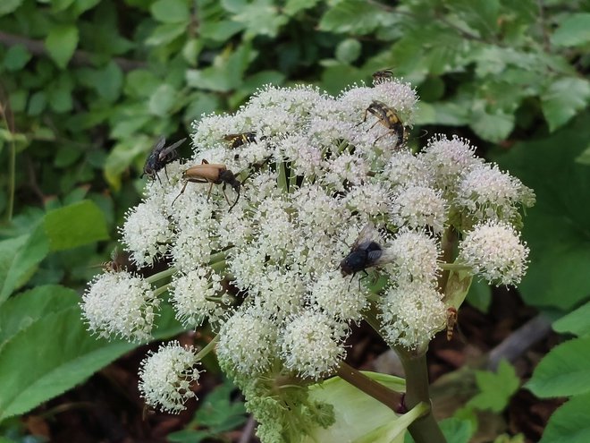 Kaj je to biotska pestrost? Pet žuželk na enem cvetu! FOTO: Dragica Jaksetič
