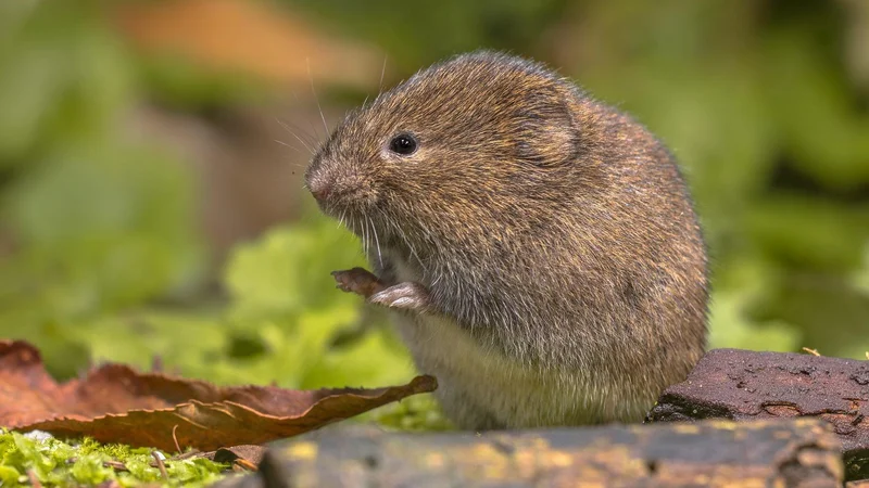 Fotografija: Voluhar ima močne sprednje glodače. Foto Rudmer Zwerver, Shutterstock