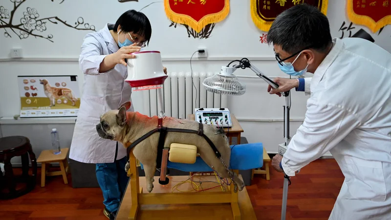 Fotografija: Kuža na akupunkturi in fizioterapiji na kliniki za živali v Pekingu. Vse več živali je na Kitajskem prijavljenih na tradicionalno medicino, saj je oskrba po besedah njihovih gospodarjev manj invazivna in ima manj stranskih učinkov kot konvencionalno zdravljenje. Foto: Wang Zhao/Afp