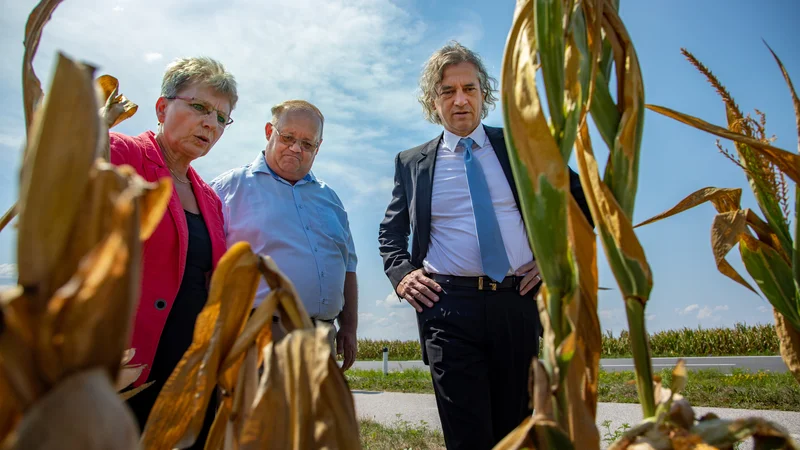 Fotografija: Predsednik vlade Robert Golob, ministrica za kmetijstvo, gozdarstvo in prehrano Irena Šinko in Stanislav Kapun, direktor Kmetijsko-gozdarskega zavoda Murska Sobota, si ogledujejo škodo na koruzi zaradi suše. FOTO: Voranc Vogel/Delo
