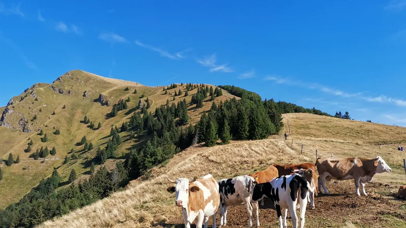Fotografija: Porezen je priljubljena planinska točka na Primorskem. FOTO: Anja Intihar/Delo