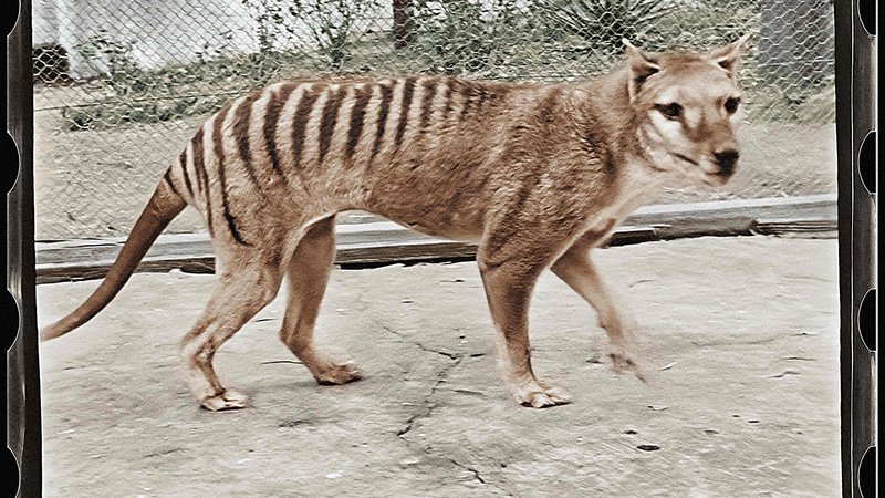Fotografija: Zadnji tasmanski tiger v ujetništvu je poginil v živalskem vrtu v Hobartu leta 1936. FOTO: AFP
