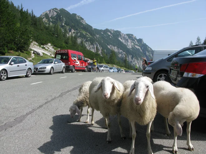 Tudi za ovce mora biti dovolj prostora, kaj šele za turiste. FOTO: Blaz Racic 
