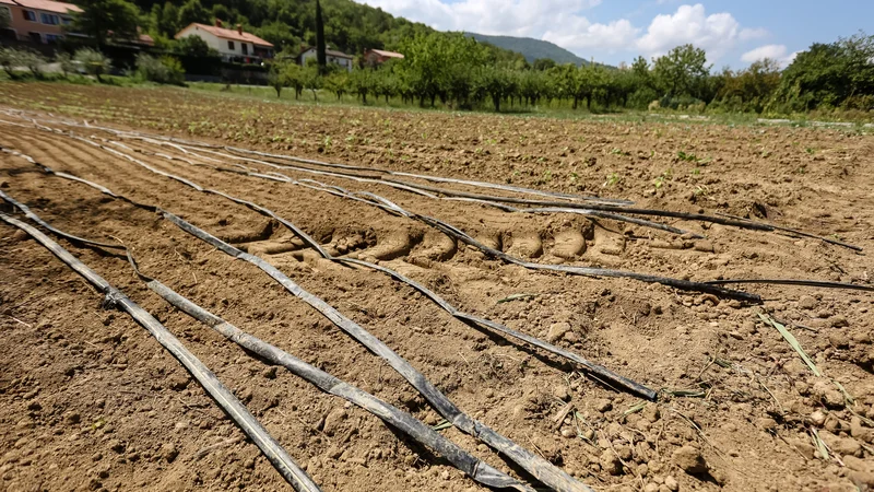 Brez namakanja v kmetijstvu ne gre. A če ni vode za namakanje, se vse posuši. FOTO: Črt Piksi